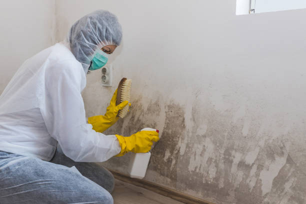 Certified Mold Removal in Curtice, OH