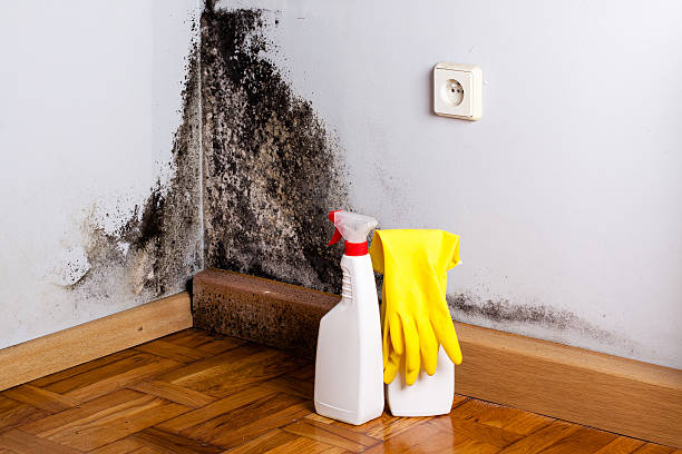 Best Residential Mold Removal  in Curtice, OH